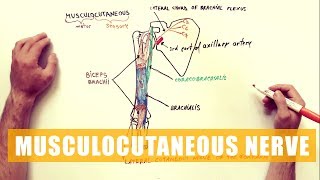 Musculocutaneous Nerve  Anatomy Diagram [upl. by Erina]