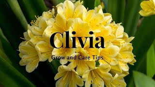 Clivia Grow and Care Tips [upl. by Maroj333]