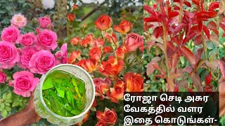 ரோஜா செடி அதிக மொட்டுகள் வைக்கும்rose plant fertilizer tamilaloevara use in plantboo garden [upl. by Jamel]