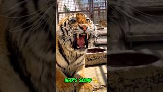 Tiger  Tiger sound 😱🐅 shorts youtubeshorts tiger animals viralvideo [upl. by Ahsina]