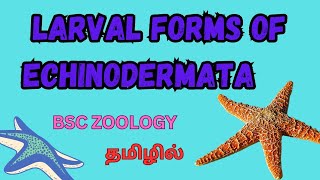 1st BSC ZOOLOGY LARVAL FORM OF ECHINODERMATA IN TAMILLARVAL FORM OF ECHINODERMATA IN TAMIL bsczoo [upl. by Arym]