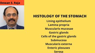 HISTOLOGY OF THE STOMACH [upl. by Aleina]