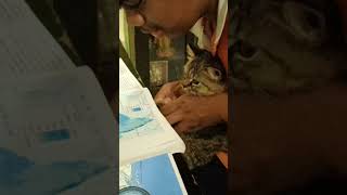 Randi Babu randi song song music dj folkmix cat randi Babu song cat doing study LOLBrainRot [upl. by Gordie848]