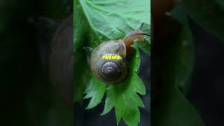 Did You Know Snails Have 14000 Teeth facts animaldocumentary animals shorts [upl. by Myrtie]