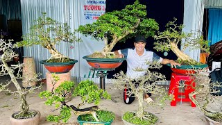 Tiếp tục Thanh Lý 119 0965443636 Tường Long dọn vườn cần ra đi lô Bonsai Đa Dạng [upl. by Akemihs]