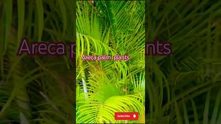 Areca palm plants careshorts gardeningviralshortytshort shrtsfeed trendingChikahomegarden [upl. by Davie]