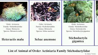 List of Animal of Order Actiniaria Family Stichodactylidae stichodactyla aurora anemone malu Whole [upl. by Nivahb]