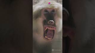 FACT  Baboons wildanimalfacts animals [upl. by Aileon534]