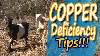 Copper Deficiency in Goats How to Identify and Treat It [upl. by Eelah]