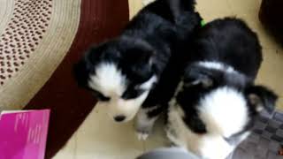 Pomsky Puppies For Sale [upl. by Ainod]