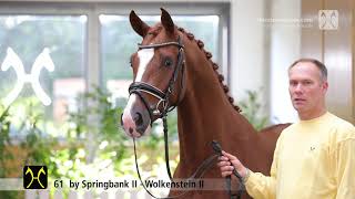 Verden Stallion Licensing 2021  Dressage  Nov  No 61 Stallion by Springbank II  Wolkenstein II [upl. by Arri943]