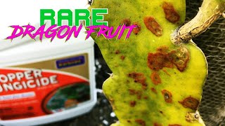 Should You Care about RUST on Your DRAGON FRUIT  Treat it or Leave it [upl. by Melinda90]