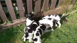 springer spaniel pups at seven weeks playing with mum maddi [upl. by Deerdre]