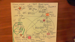 Cystic Fibrosis  CFTR Function Part 3 [upl. by Burdett]