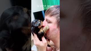 love yorki myfamily puppy yorkies yorkiesofig pets yorkie [upl. by Meyeroff]