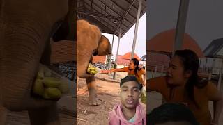 Hathi ne Mera mangu khaya 😱trending shortvideos youtubeshorts funny varil [upl. by Pontone]