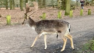 Dunham Massey Deer Park Winter 2024 Finding a deer How hard can it be [upl. by Donell452]