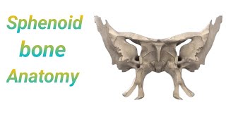 Sphenoid bone anatomy in bangla। Demonstrations of sphenoid bone। Anatomy of sphenoid bone [upl. by Aliac]