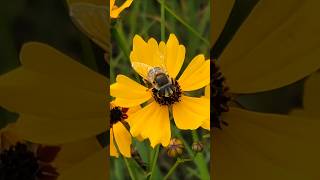 Hover Flies Feed on Tickseed Wildflowers in South Dakota pollinators wildflowers [upl. by Enilrad986]