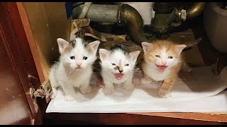 Cute kittens meowing  talking [upl. by Chute822]