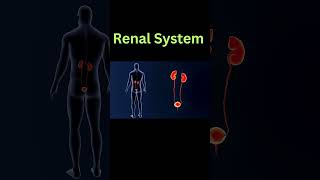 Renal System renaldisease renalfailure renalsystem [upl. by Aram]