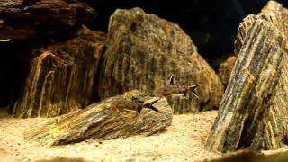 Synodontis Petricola  Fight [upl. by Brennen]