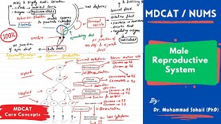 MDCAT  Male Reproductive System  Spermatogenesis  Role of Hormones [upl. by Karina483]