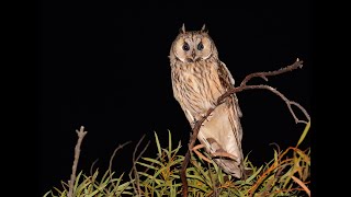 Long eared Owl [upl. by Wadesworth943]