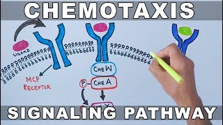 Chemotaxis Signalling Pathway [upl. by Laon720]