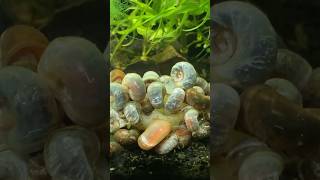 Ramshorn Snails [upl. by Vish29]