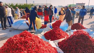 कुक्षी मिर्ची मंडी भाव  kukshi mirchi mandi bhav  lal Mirchi mandi bhav  Red chilli Rate Today [upl. by Itirp145]