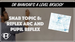 SNAB topic 8 reflex arc and pupil reflex [upl. by Mide]