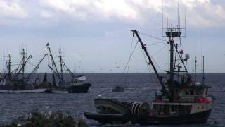 Herring Fishing Nanaimo Vancouver Island [upl. by Nynahs]