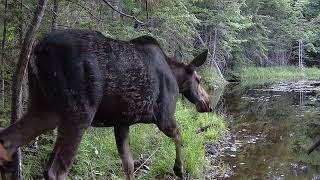 Moose Alces alces cow and calf [upl. by Aerda576]