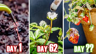 Strawberry Plant Growing Time Lapse  Seed To Fruit 95 Days [upl. by Haimaj886]