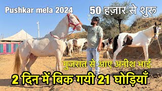 2 दिन में बैच दी 21 घोड़ियाँ  gujrat se aaye anish bhai horse vyapari Pushkar mela 2024 [upl. by My391]