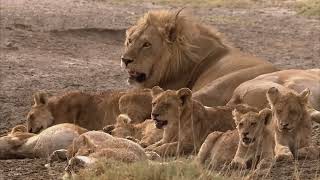 WILDLIFE DOKU Stolze Löwen und ihre Gegner AKTEDOKU HD [upl. by Ssyla875]