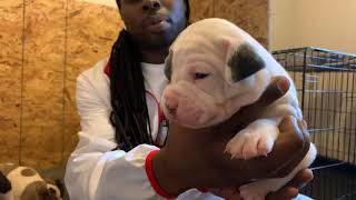 A Look At 3 week Old Bully Puppies [upl. by Parke]