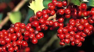 Holly Berry Fruit Health Benefits [upl. by Aneehsal447]