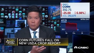 Corn futures fall after new USDA crop report [upl. by Uria]