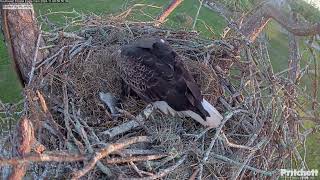 Bald Eagle 8112024 Congratulations 🎉M15 amp F23 the first egg🥚 was laid today around 1438 [upl. by Baiss]