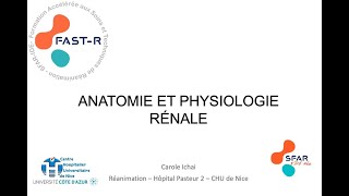 Anatomie et physiologie rénale [upl. by Stanfill]