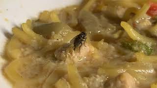 Documentary closeup How flies lay eggs [upl. by Eirruc795]