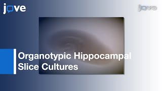 Organotypic Hippocampal Slice Cultures l Protocol Preview [upl. by Lemhaj515]