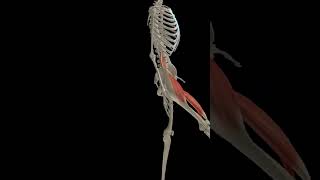 Hip joint flexion shorts 3d anatomy [upl. by Bertine30]