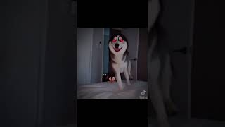 smile dog edit rek viral [upl. by Naor]