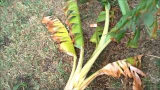 How to Transplant a Banana tree [upl. by Plath195]