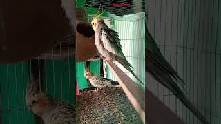 ফন ককাটােলcocatail lovebirds birds [upl. by Samson]