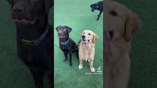 so thankful God sent me my best friend 🤍🤍 puppy labrador pets viralvideo cute [upl. by Genovera]