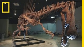 Bigger Than T rex Spinosaurus  National Geographic [upl. by Revilo]